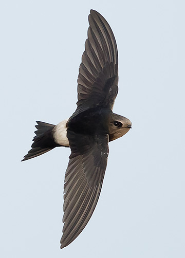 Horus Swift in flight